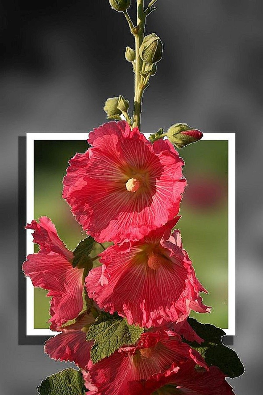 海利生物股票動態(tài)及分析概覽