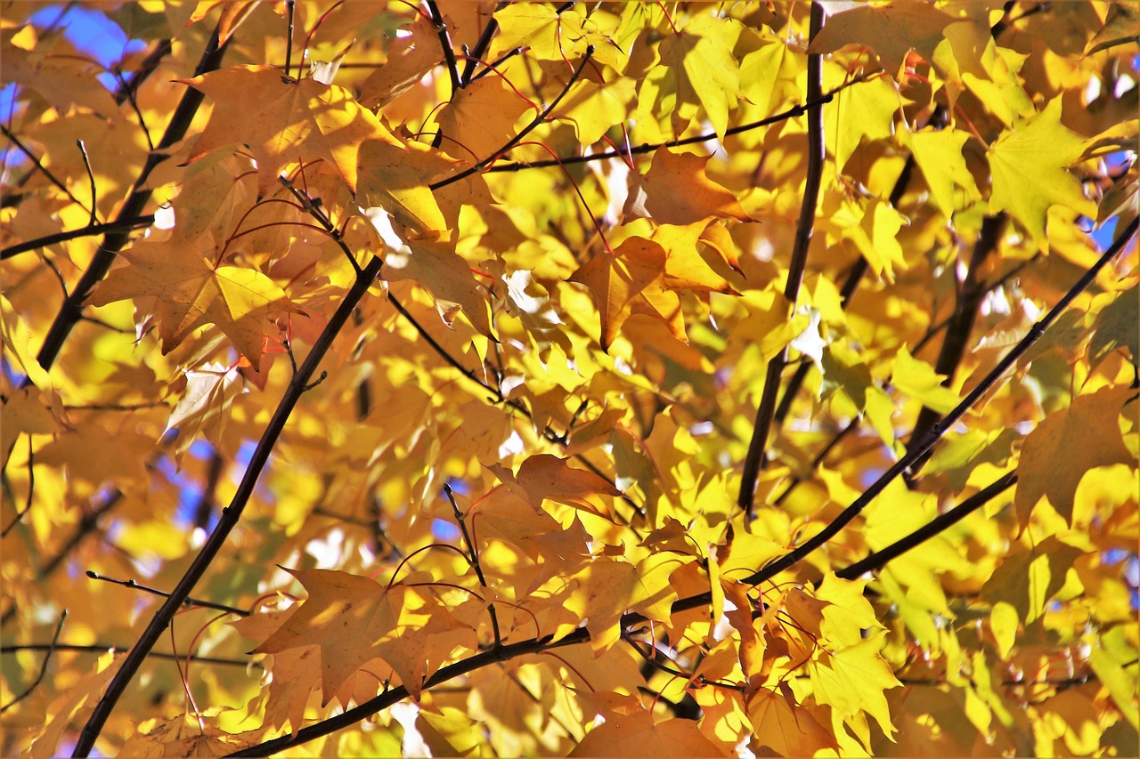 株洲奧園廣場最新動態(tài)，城市繁華的新焦點