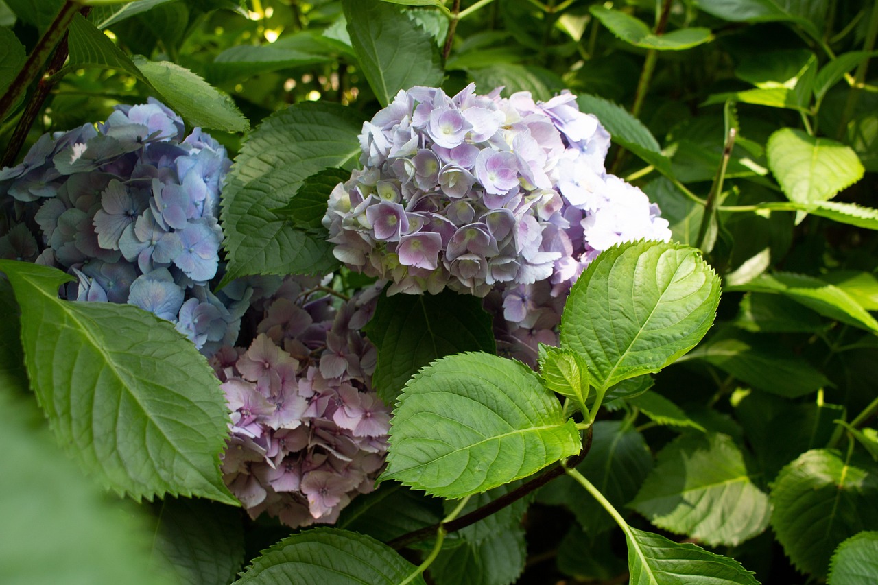 探索未來餐桌的綠色寶藏，最新青菜品種介紹