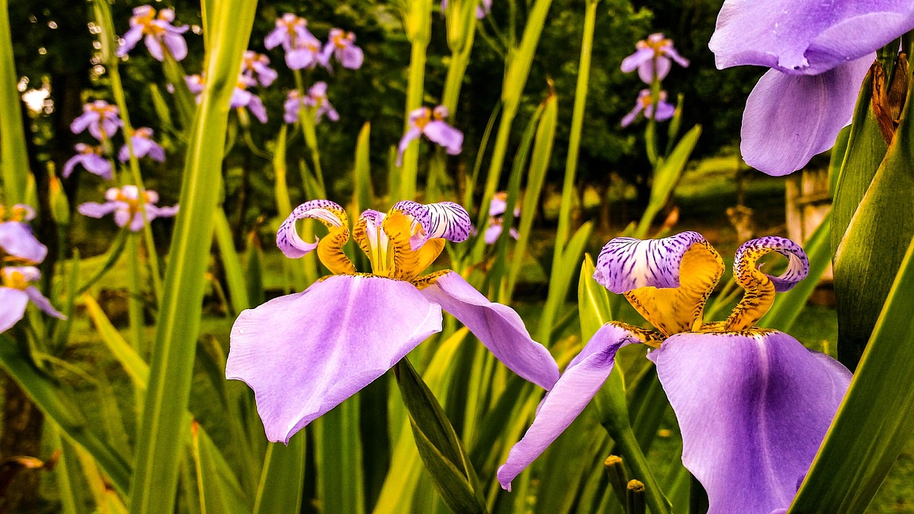 趙麗穎戀情新動態(tài)揭曉，星光下的浪漫愛情故事