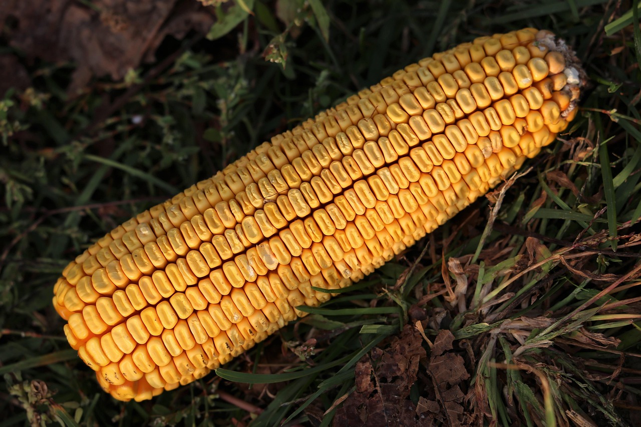 今日玉米價(jià)格行情分析與走勢(shì)預(yù)測(cè)