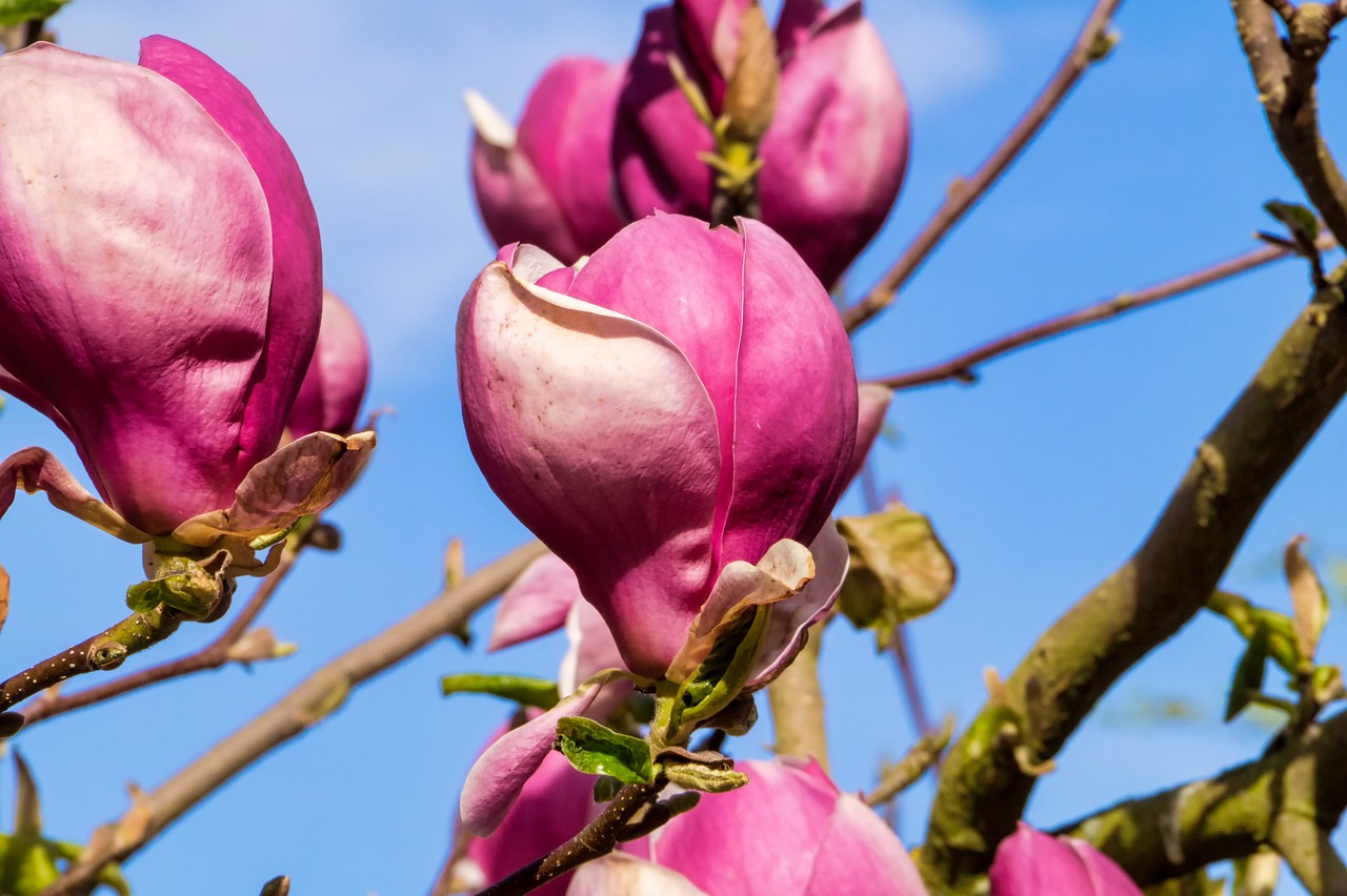 煙花臺風(fēng)最新路徑動態(tài)，影響及應(yīng)對策略揭秘