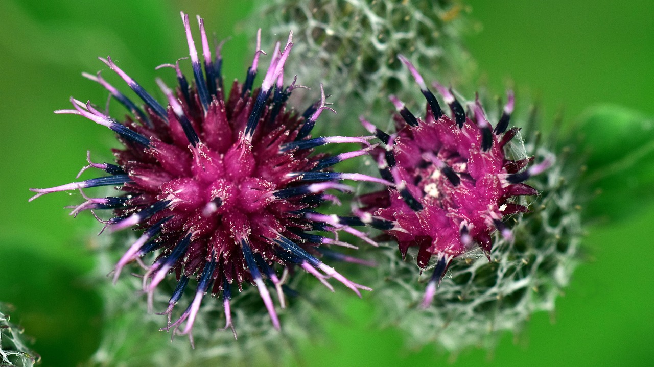 熏衣草電視劇全集，情感與命運(yùn)的交織之旅