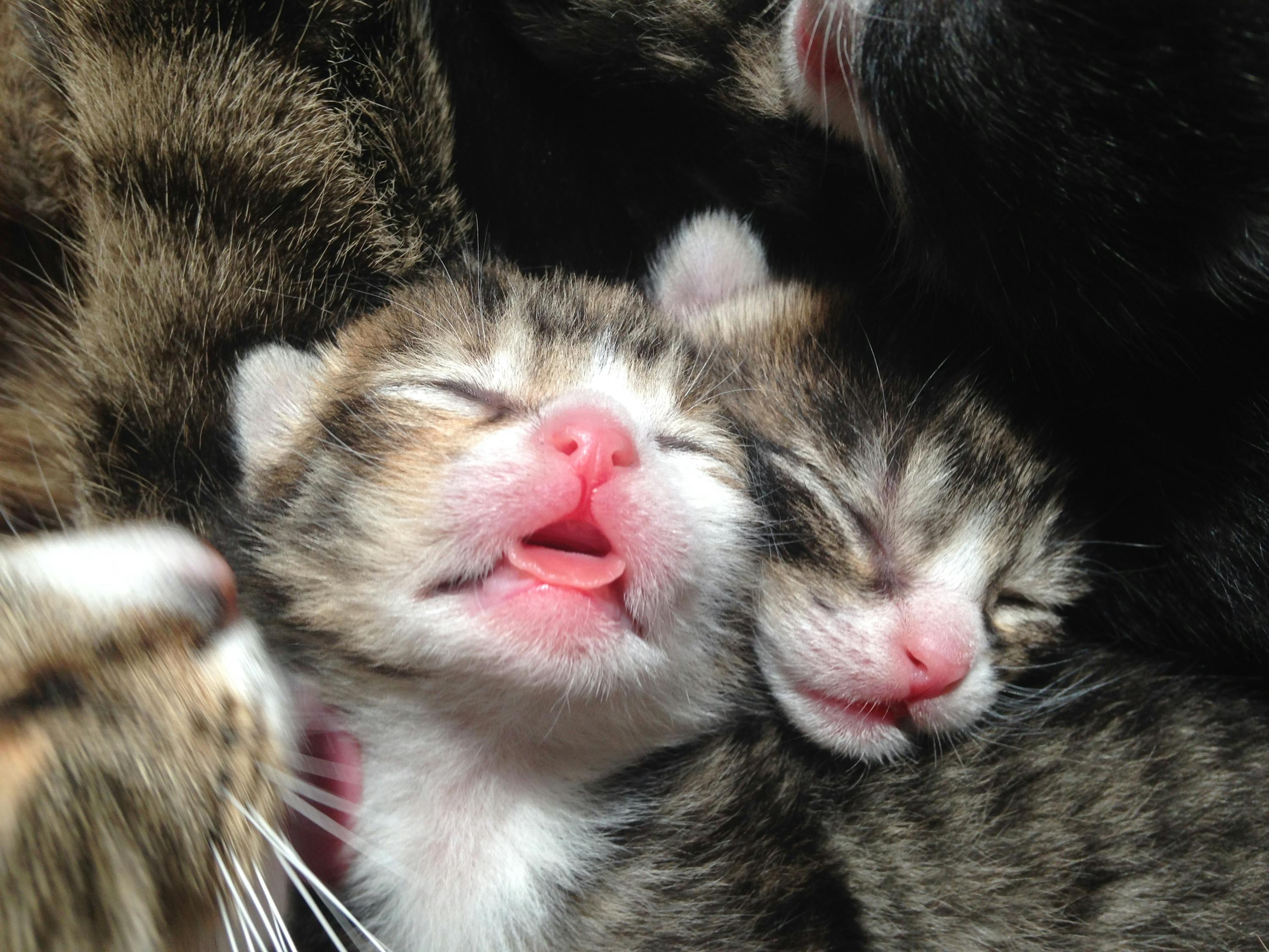 小胖Snoopy最新萌照，快樂(lè)與幸福的瞬間記錄