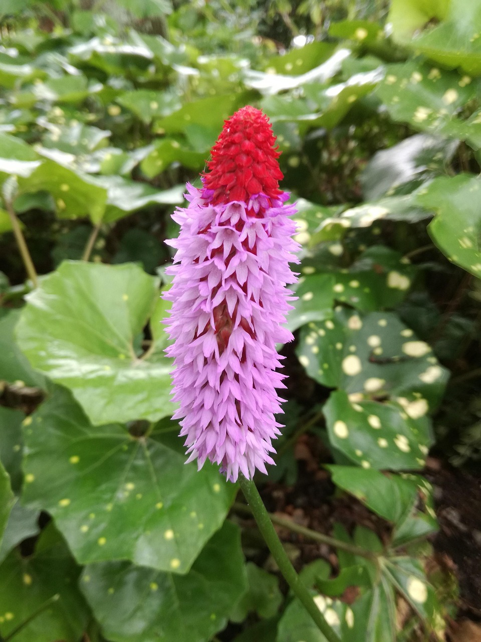 合肥長豐崗集蓬勃發(fā)展新篇章，最新動態(tài)與進展