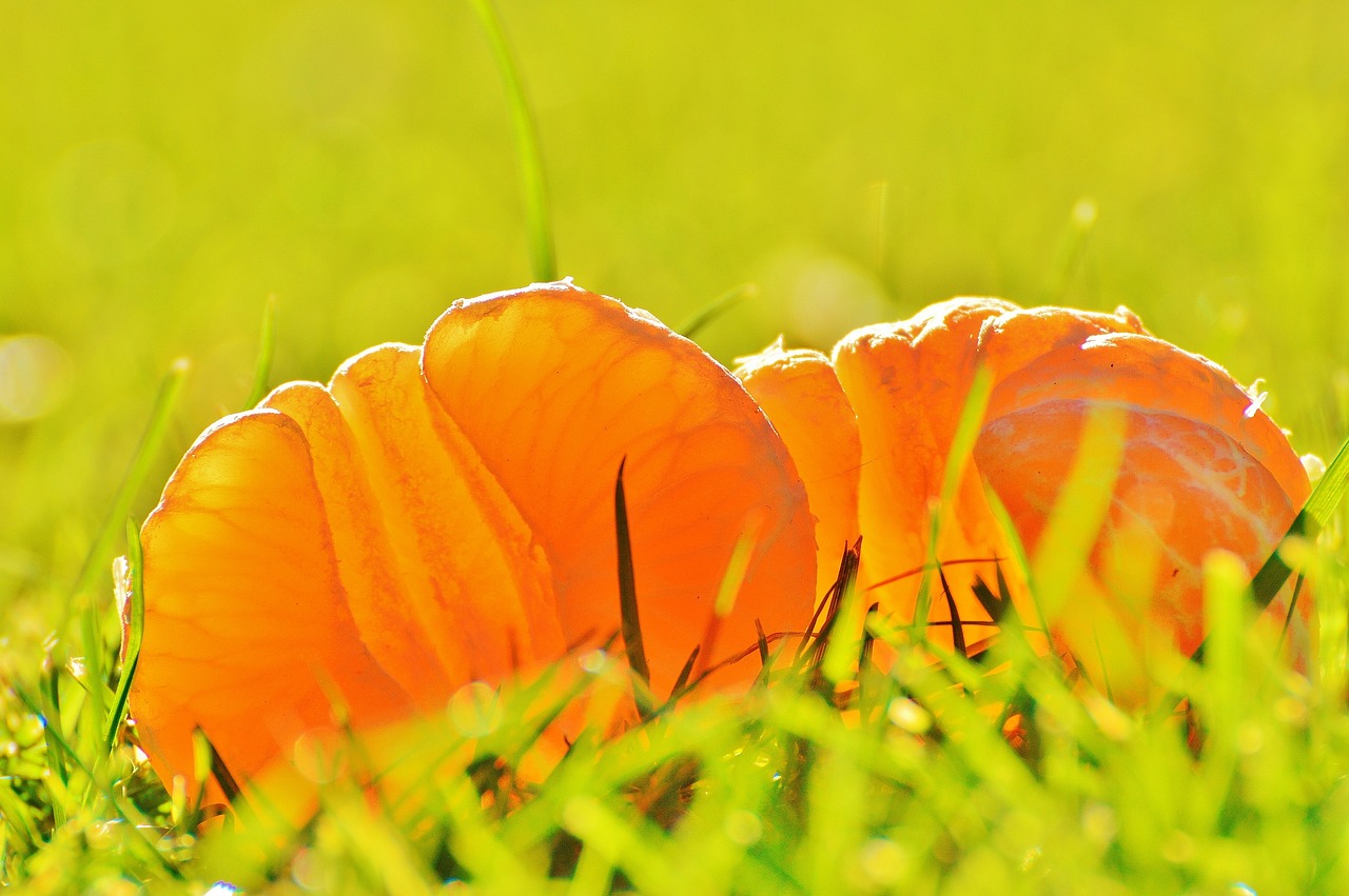 東方領(lǐng)先趨勢凈值動態(tài)，深度探索與解析