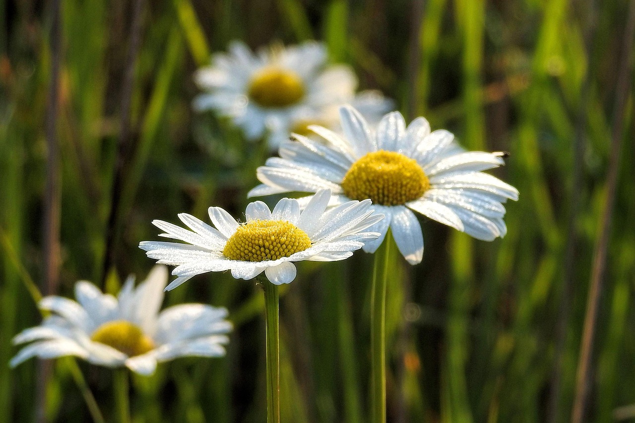 最新早安圈，喚醒活力，播種希望的一天