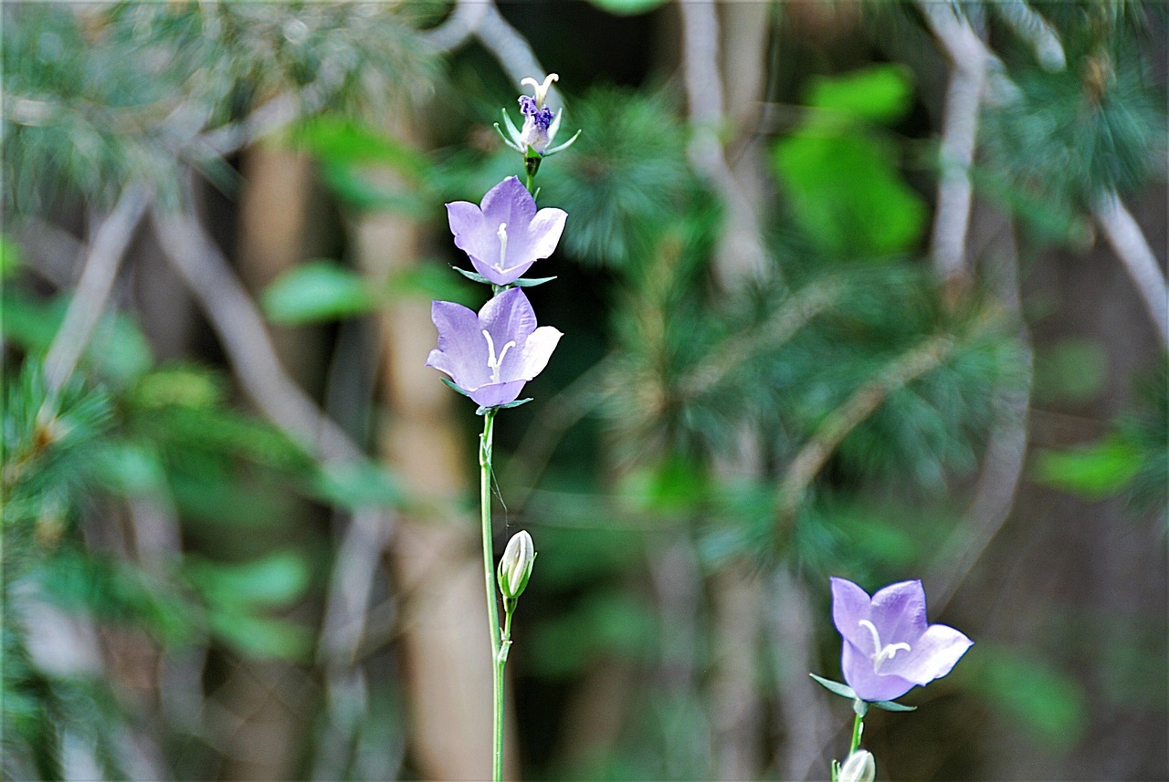 聚焦600340股票最新動(dòng)態(tài)，深度解析最新走勢(shì)分析