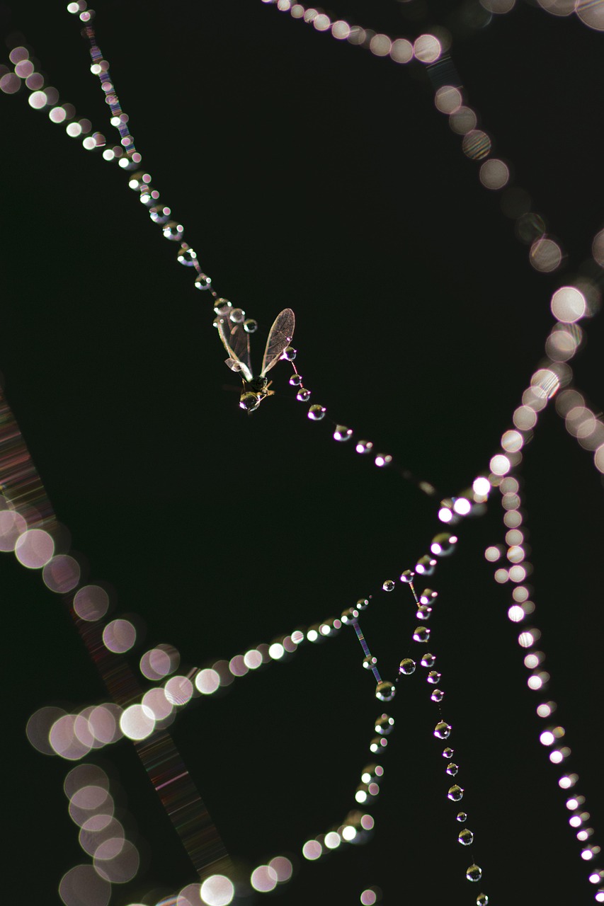 城城理財(cái)最新動(dòng)態(tài)，引領(lǐng)金融科技重塑財(cái)富管理新格局