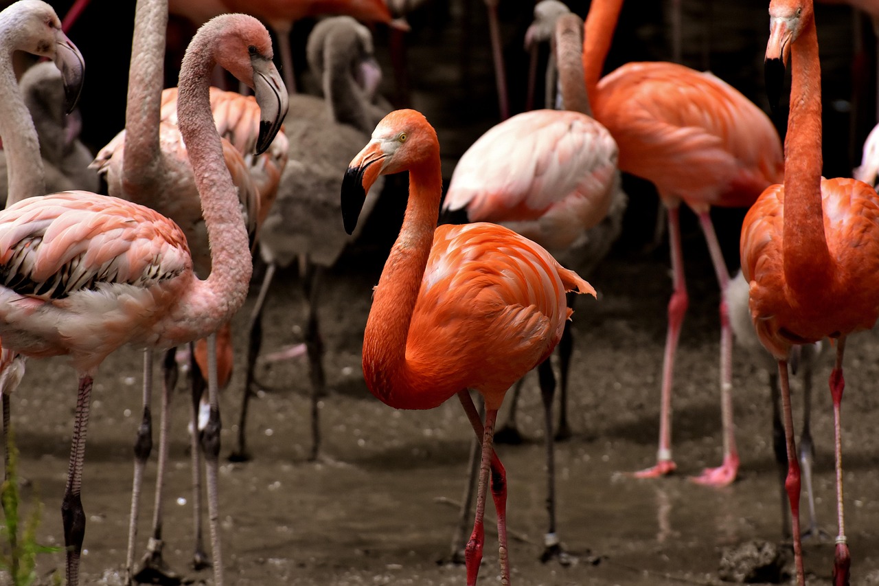 土豬行情走勢深度分析，最新趨勢與預(yù)測