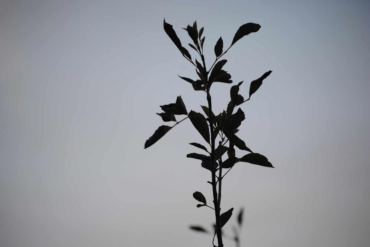 青少年公園最新動(dòng)態(tài)，引領(lǐng)新時(shí)代的綠色休閑潮流