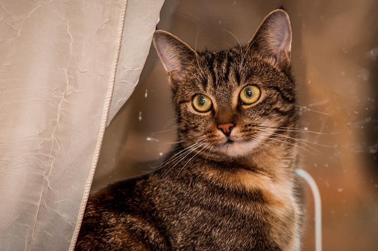 關(guān)于快貓破解版最新的深度探討