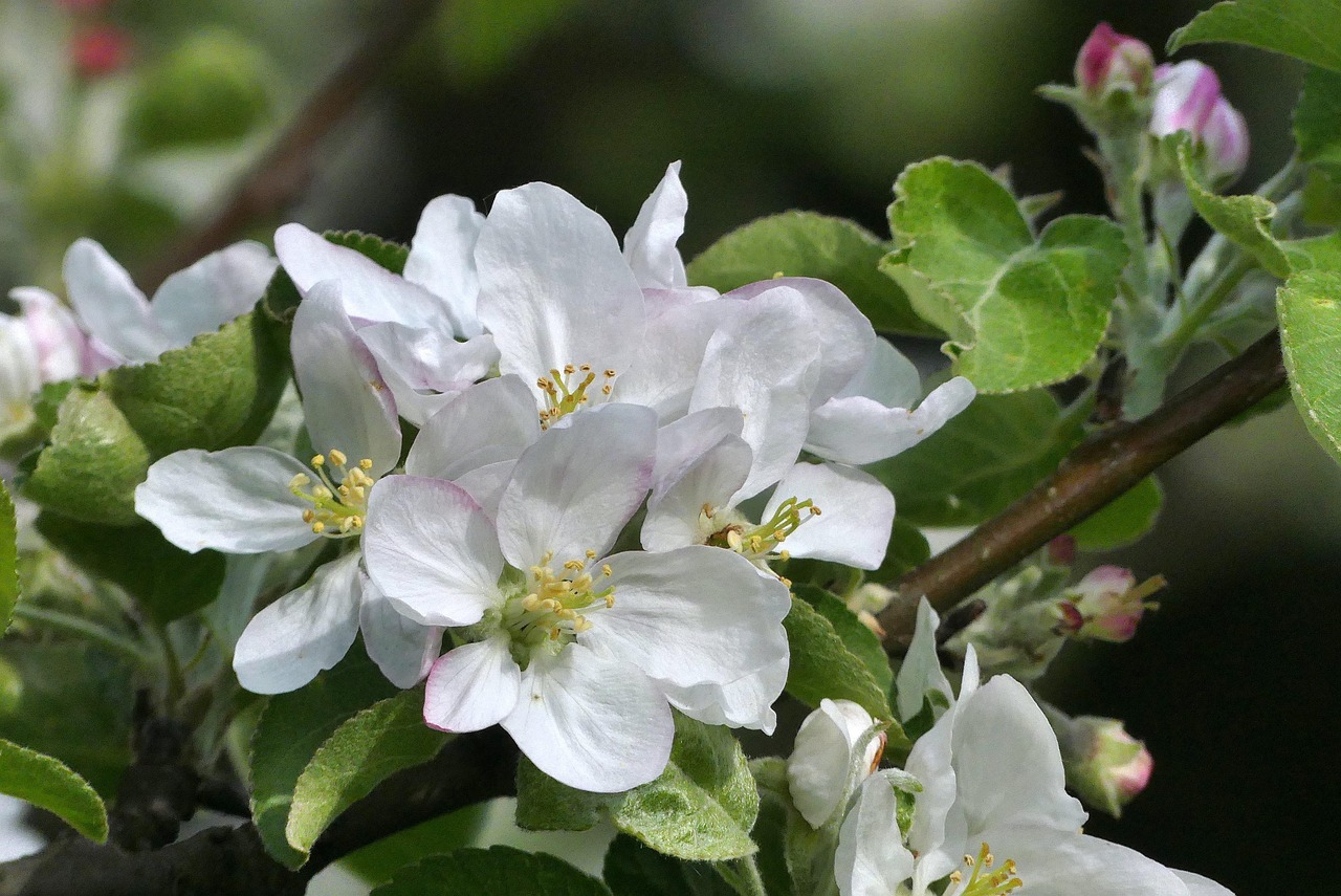 好一朵茉莉花，電視劇中的芬芳綻放與情感綻放。