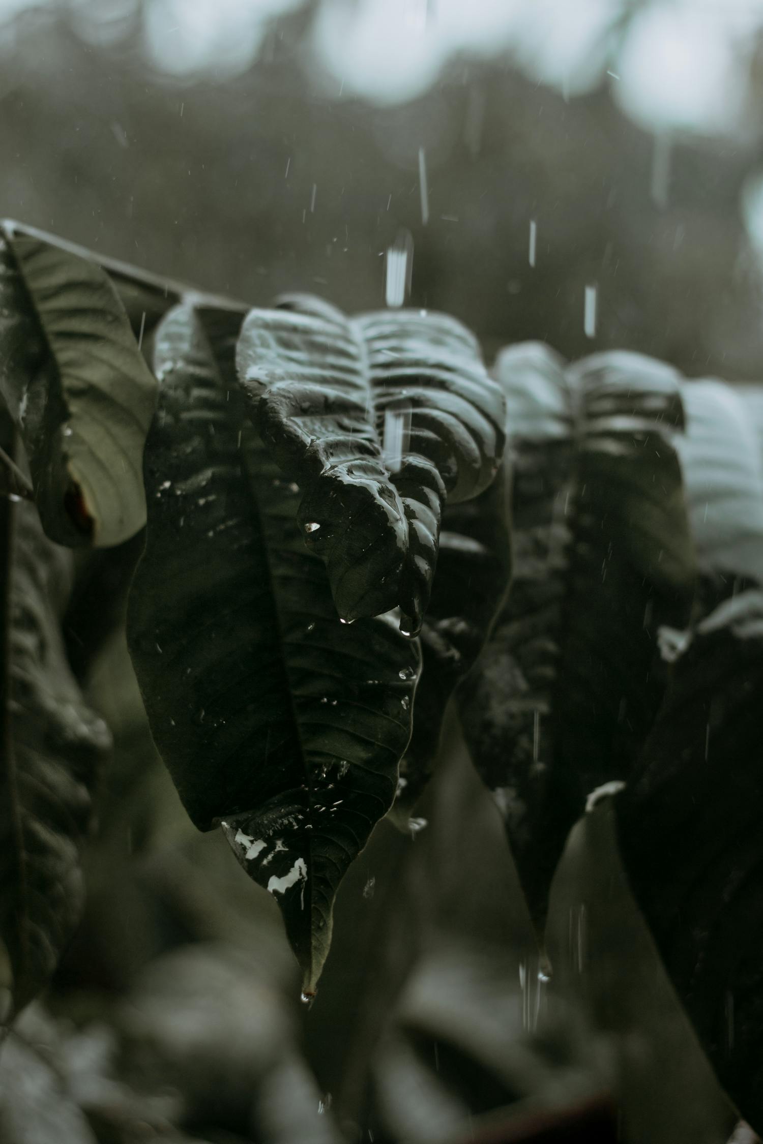 絕叫電視劇，深度解析與探討之旅