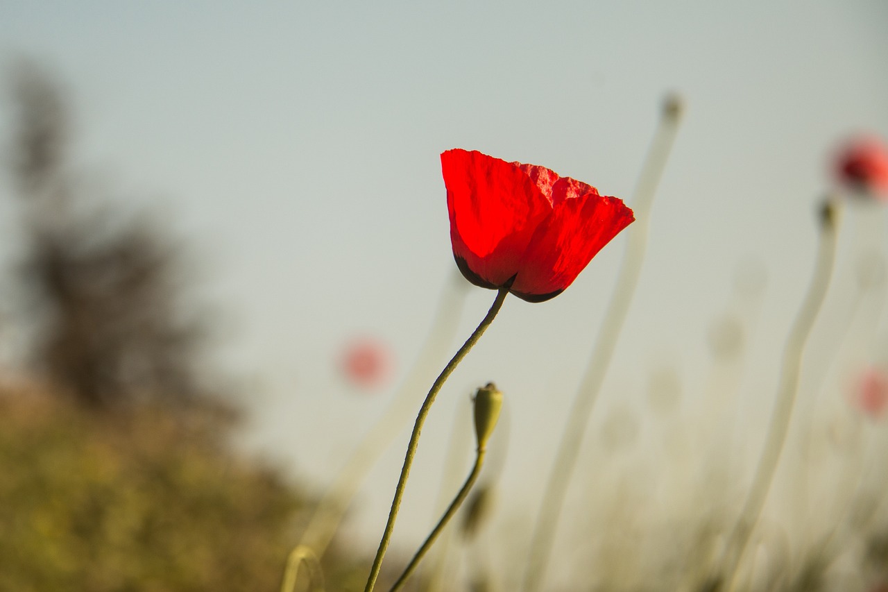 瘟疫最新報表分析與觀察，疫情動態(tài)及應(yīng)對策略解讀