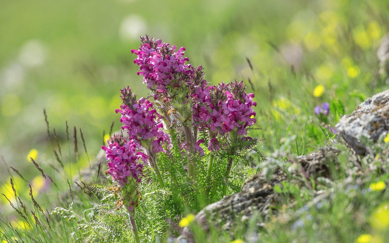 寶素力奶粉最新動(dòng)態(tài)，品質(zhì)升級(jí)與創(chuàng)新發(fā)展之路揭秘