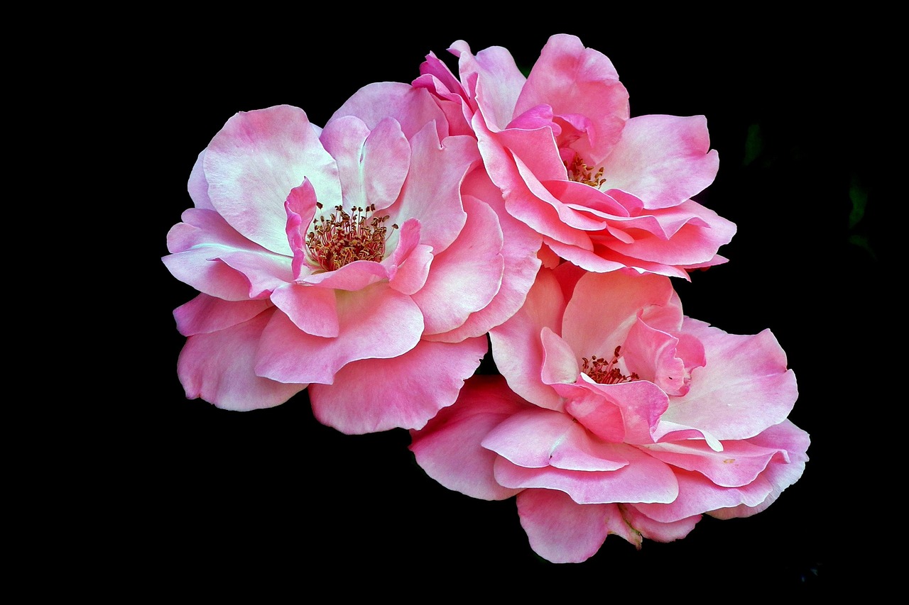 動(dòng)漫唯美頭像，魅力四溢的魅力與深遠(yuǎn)影響