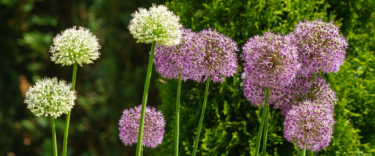 花好月又圓，免費觀看指南與深度推薦