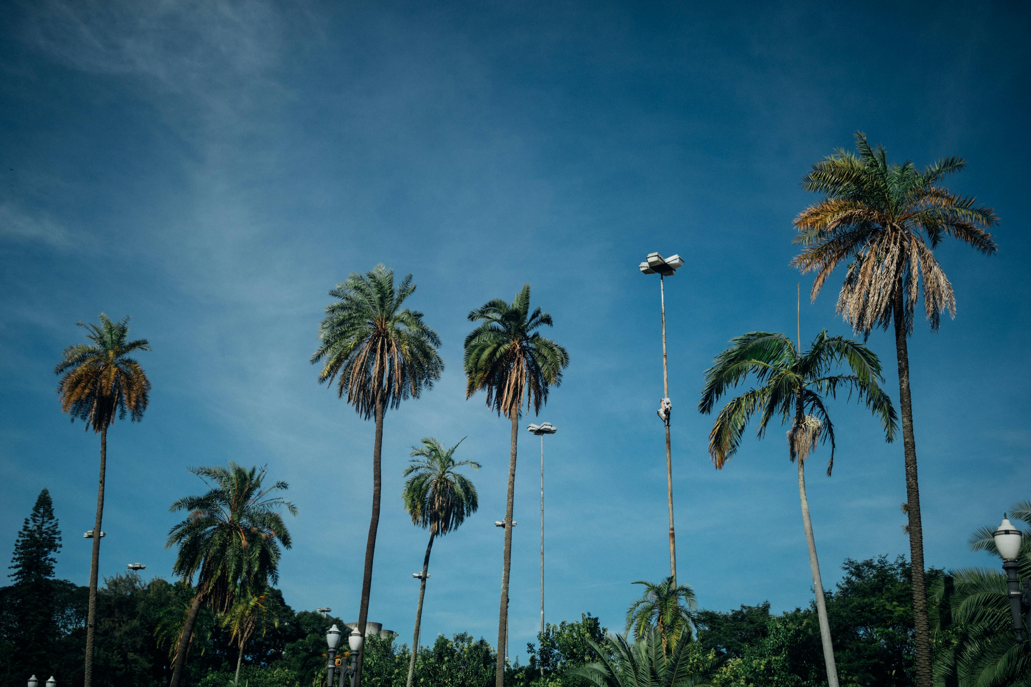 夢(mèng)幻搖錢樹苗全新攻略詳解