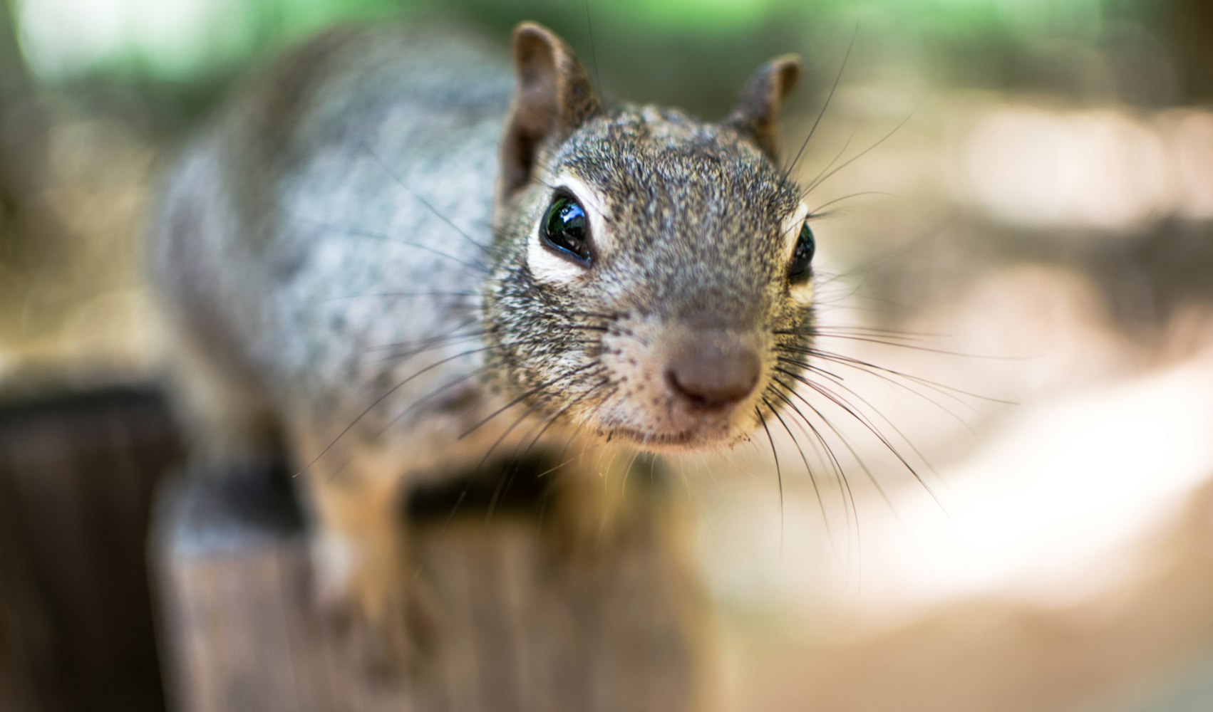 最新熊出沒，深度探索與獨特魅力揭秘