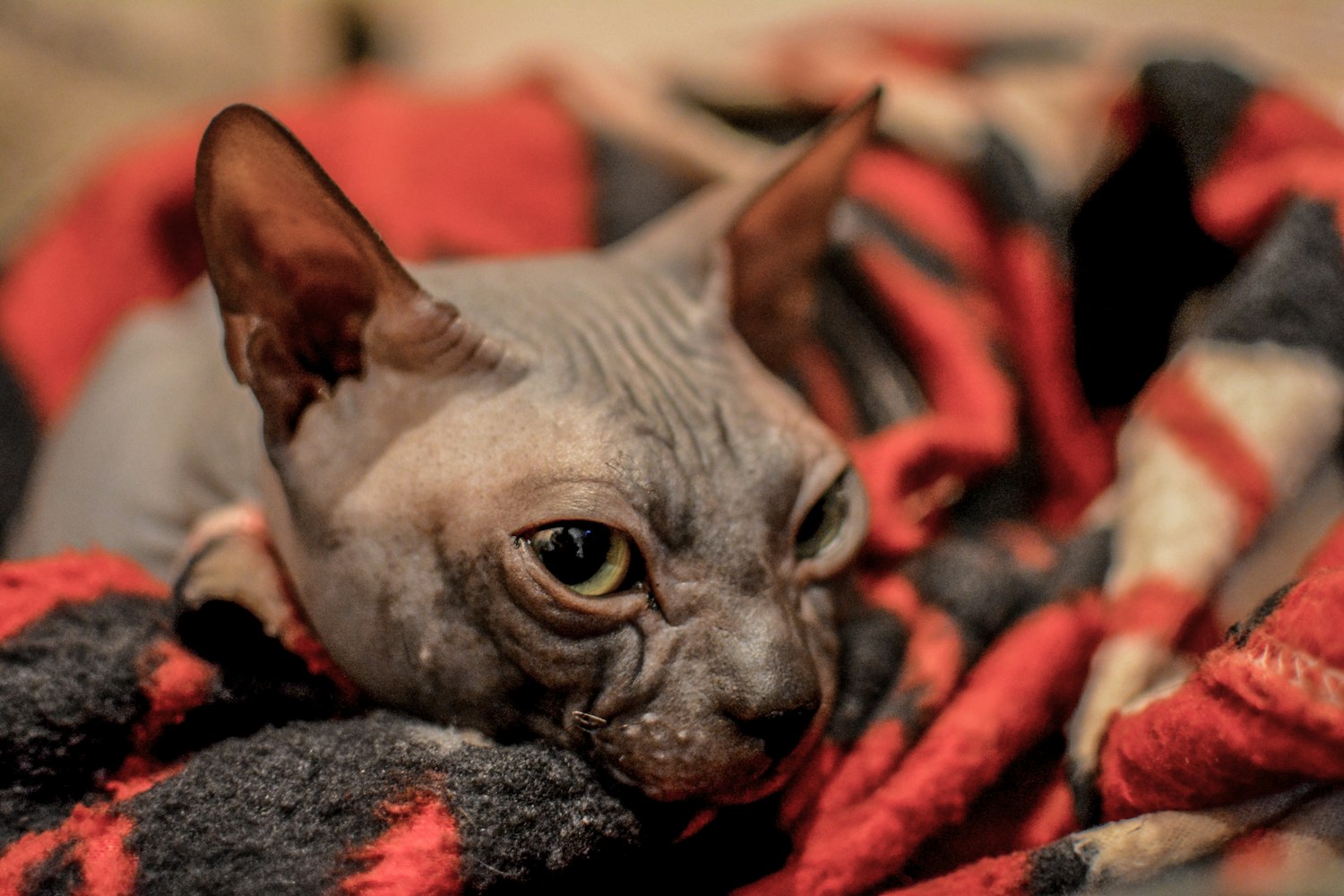 探索快貓新版本，最新體驗(yàn)與發(fā)現(xiàn)之旅