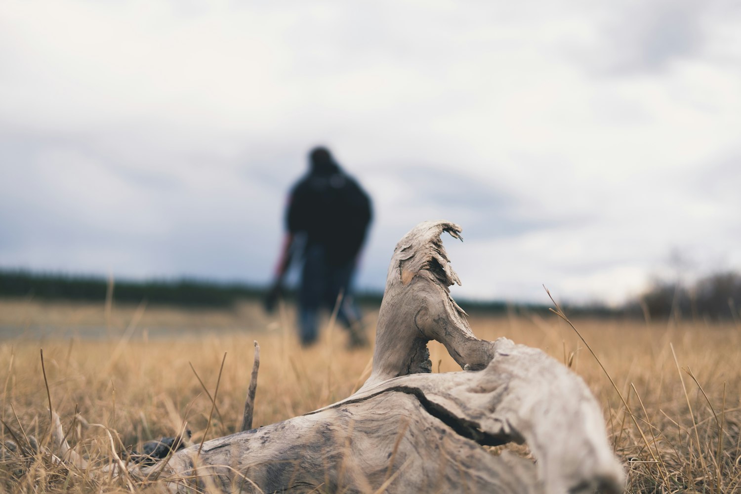 探索寵物世界的魅力與樂趣，最新萌寵劇集大放送