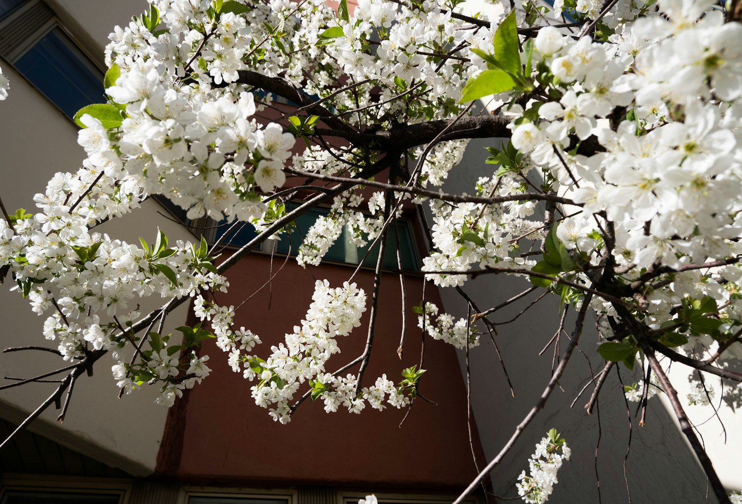 櫻花動漫網(wǎng)站官網(wǎng)，探索二次元世界的門戶