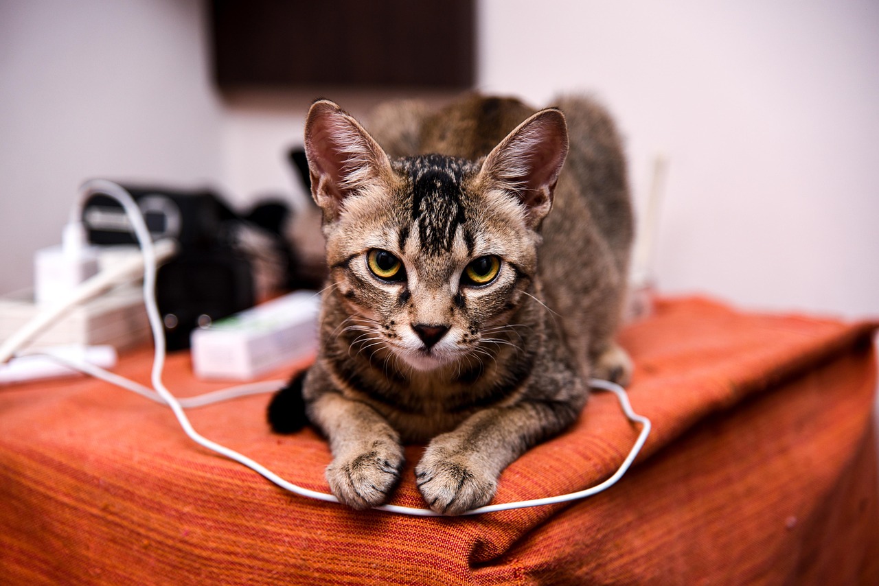 最新寵物價格行情報(bào)告，全面解析寵物市場報(bào)價動態(tài)與價格走勢