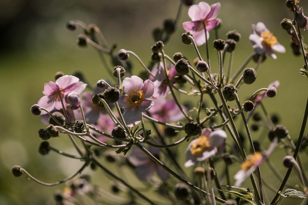 白芷最新行情及深度分析
